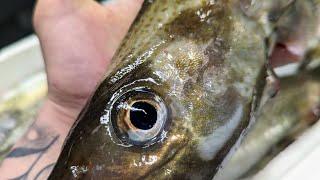 How to fillet some wild day boat inshore Codling. Cod Gadus Morhua.