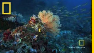 Great Barrier Reef  Exploring Oceans