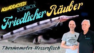 Der verrückteste Fisch im Kalender  Thermometer Messerfisch - Gymnorhamphichthys rondoni  Tür 8