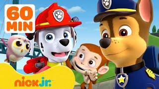 PAW Patrol Baby Animals Rescues & Adventures w Marshall and Chase #2  90 Minutes  Nick Jr.