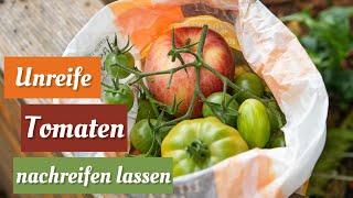 SO lassen sich Tomaten ganz EASY nachreifen  DER Tomatentipp im Herbst 