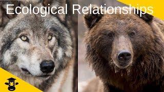 Ecological Relationships-Competition- Predator and Prey- Symbiosis