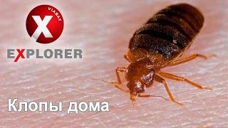 Постельные клопы - фильм о домашних кровососущих паразитах