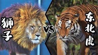 有人说老虎打不过狮子？当东北虎遇上非洲狮，谁更胜一筹？#動物 #動物世界 #動物故事 #動物狩獵 #大自然 #野生動物 #雄獅 #老虎