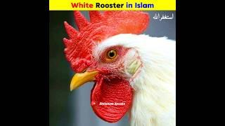 White Rooster in Islam?