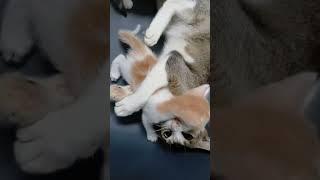 chipi chipi chapa chapa song  cat funny video  funny song I viral song #trending #viral