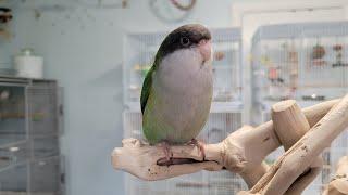 The ADORABLE Sierra Parakeet