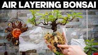 How to Air Layer an Old Apple Tree for Bonsai *EASY*