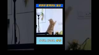 아 이건 사고인데.. #daily #humor #일상 #유머 #cat #dog #animals #고양이 #강아지 #동물