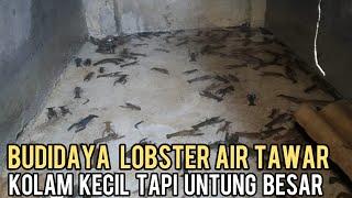 CARA SUKSES BUDIDAYA LOBSTER AIR TAWAR AGAR UNTUNG BESAR