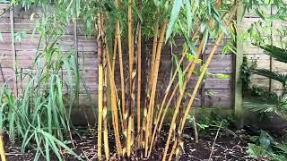 Phyllostachys vivax ‘Aureocaulis’ update - June 4th 2024