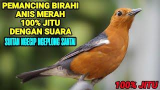 SUARA ANIS MERAH BELAJAR NGEPLONG DAN SUITAN NRATAK BETINA 100% AMPUH MERANGSANG BIRAHI ANIS MACET