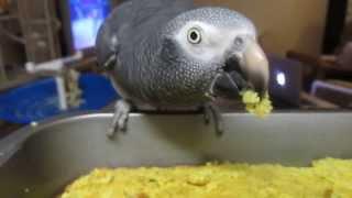 Ethel our Timneh African Grey Parrot Tasting fresh Birdie Bread