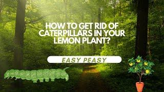 How to get rid of caterpillars in your lemon plant #caterpillar #supermommyzynch #butterfly