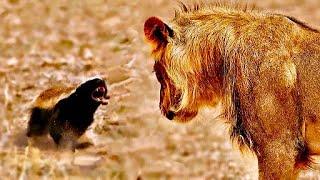 Why Honey Badgers Dont Fear God or Lions