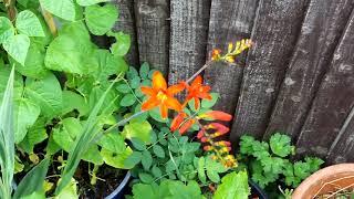 London Gardening - Crocosmia Feature