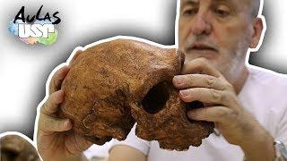 Saga da Humanidade -- Aula 9 Homo heidelbergensis