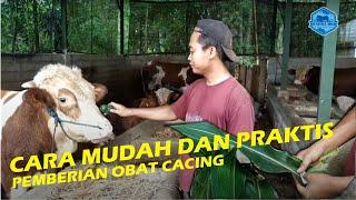 TUTORIAL PEMBERIAN OBAT CACING PADA SAPI DENGAN MUDAH