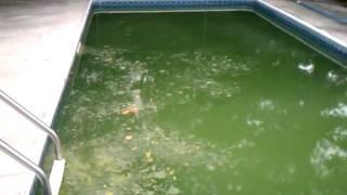 How to clean a GREEN POOL THE SWAMP in 3 days