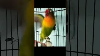 Suara Lovebird Emosi Mencari Lawan #shorts