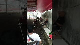 KONTES IKAN CUPANG ADUAN  BEKASI ARENA #shorts