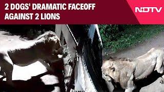 Gujarat Latest  2 Dogs Clash With 2 Lions In Gujarat Face Off Captured On CCTV