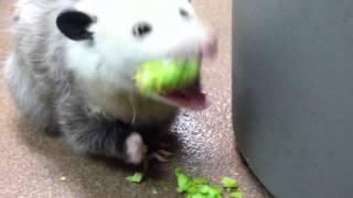 Opossum eating broccoli