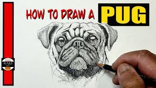 How to Draw a Pug And Wrinkles
