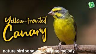 Yellow Fronted Canary Or Green Singing Finch Song - Serinus mozambicus for Therapy & Relaxing