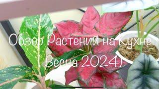 Обзор Растений на Кухне  Весна 2024