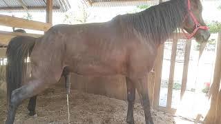 Healthy and cute horse breeding riding horses riding horses carriage horses