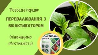 Перевалювання розсади перцю. Як підвищити ефективність використання перліту та біопрепарату