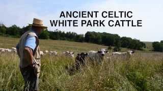 Breed Profile Ancient Celtic White Park Cattle