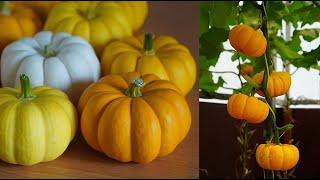 Growing mini Japanese Pumpkin small but mighty