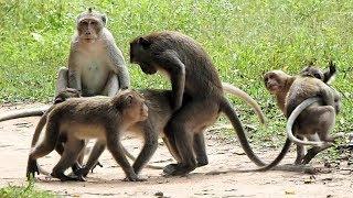 Amazing Five Little Monkey Making Funny activities - Team Monkeys Meeting In Angkor Wat Temple