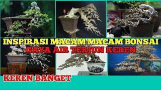 Inspirasi Bonsai Cascade dan semi Cascade atau gaya air terjun#bonsai #kontesbonsai