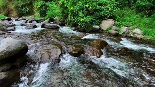 Relaxing Nature Forest Ambience Mountain River Flowing Soft Gurgling Water Relaxation for Sleep