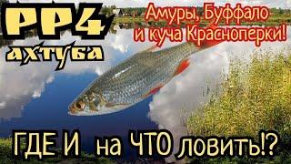 РР4. река Ахтуба. Амур Белый Буффало Севрюга и куча Красноперки Шанс на Трофей