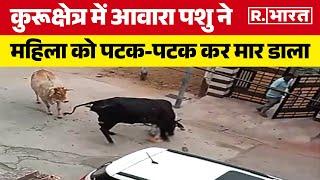 Haryana News Kurukshetra में आवारा पशु ने महिला को पटक-पटक कर मार डाला  R Bharat