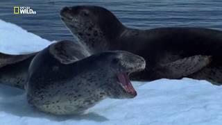 National Geographic Дикая Антарктида   Wild Antarctica 2015 1080