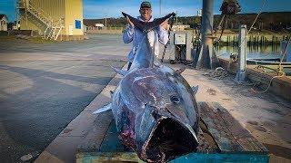 $1000000.00 IKAN {Tangkap Juru Masak Bersih} TUNA Sirip Biru RAKSASA