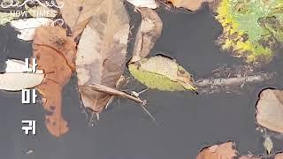 Great Escape of Drowned Mantis   물에 빠진 사마귀의 대탈출   水に落ちたいぼの大脱出