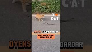 Kucing Oyens - Pantaskah Dijuluki Kucing Barbar?  #shorts