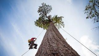 Climbing Big Lonely Doug Canadas 2nd Largest Douglas-fir Tree