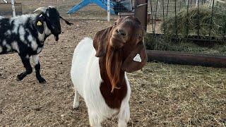 SELLING BOER GOATS MAY 2023 UPDATE 