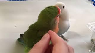 Lovebird pair crooning