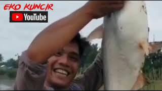 setrek ikan patin seberat 6 kilo di sungai Merangin  Riyan cah laser sahabat Eko kuncir.