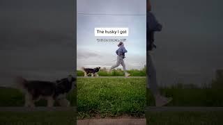 The husky I wanted vs. the husky I got. #huskiesofyoutube #funnydogs #funnydogsvideos #woolyhusky