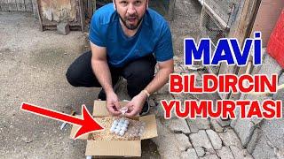 Mavi Bıldırcın Yumurtaları Hediye Geldi