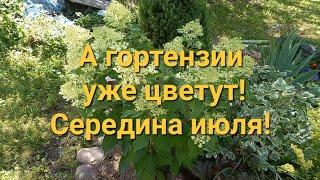 А гортензии уже цветутСередина июля15.07.24 #цветы #гортензии #лилейники #лилии